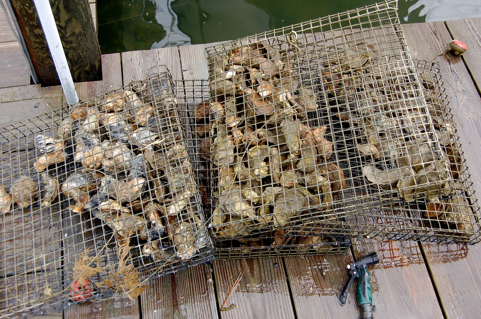 Oyster Aquaculture BASS BARN